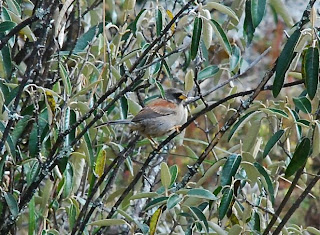 Rufous-Backed Inca-Finch