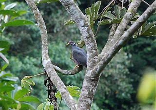 Band-Tailed Pigeon