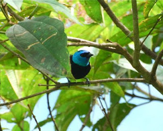 Blue-Necked Tanager