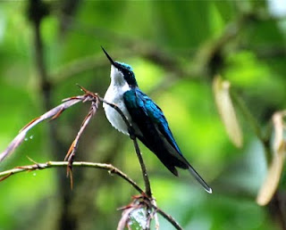 Purple-Crowned Fairy