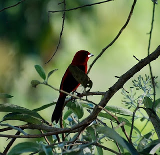 Brazilian Tanager Male
