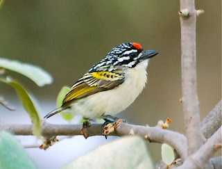 Red-Fronted Tinkerbird
