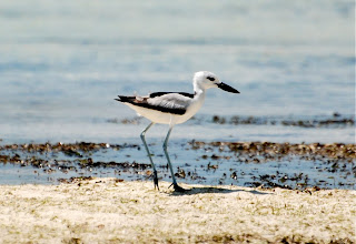 Crab Plover