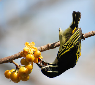 Yellow-Rumped Tinkerbird