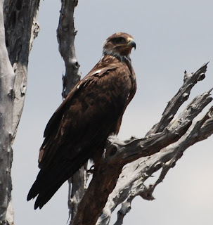 Tawny Eagle