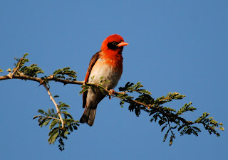 Red-Headed Weaver