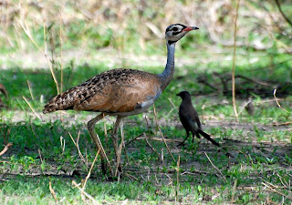 White-Bellied Bustard