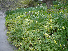 Wildflowers in New York City