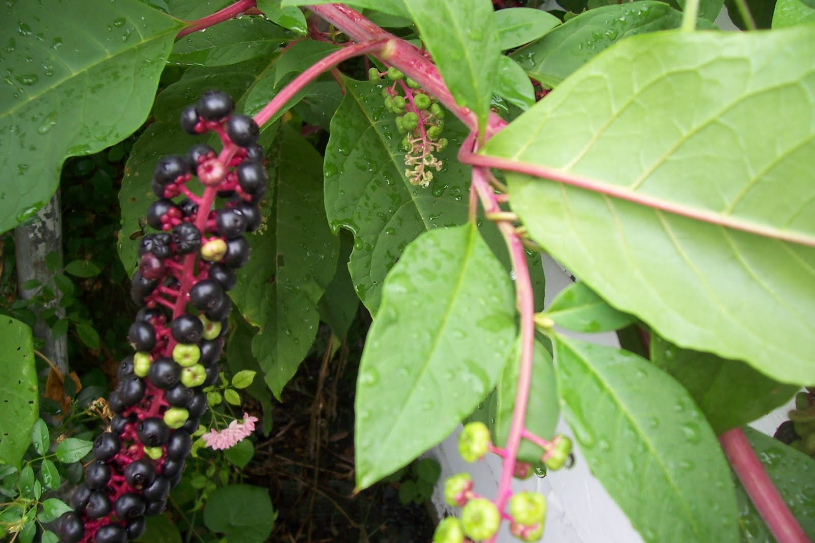 A Primitive Plot Emma�s poke salad and Altie�s stewed