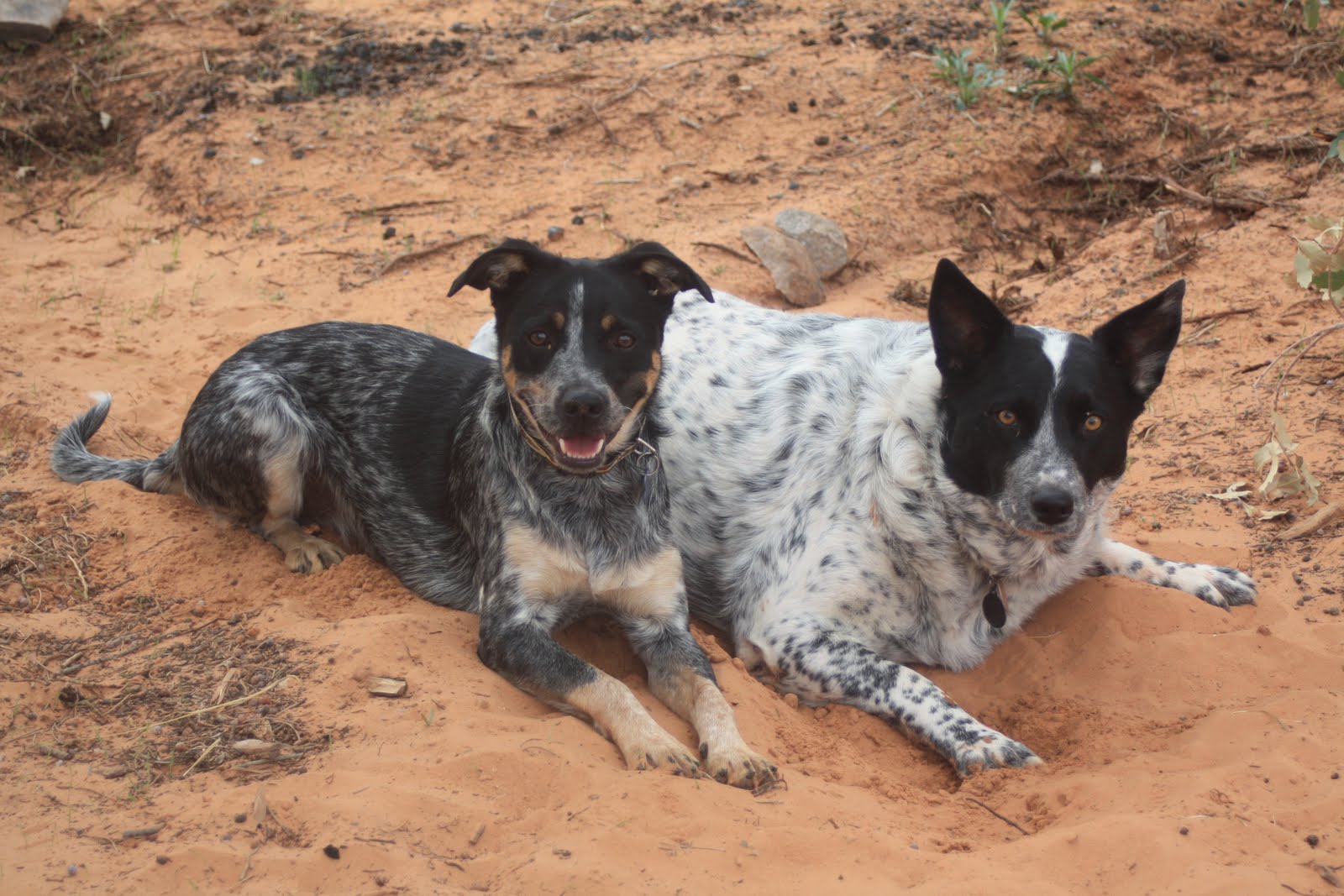 Spotted Dog Breeds Unique and EyeCatching Companions Dog Breeds
