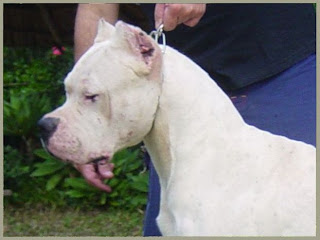 dogoargentino_chacal01_1_.jpg