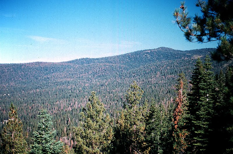[tahoe_bugs2-web.jpg]