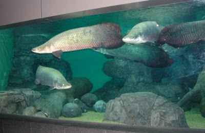 6 10 ikan prasejarah yang masih ada hingga sekarang
