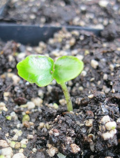 Puriri Seedling 28/08/10