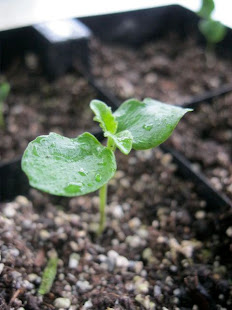 Puriri Seedling 30/09/10