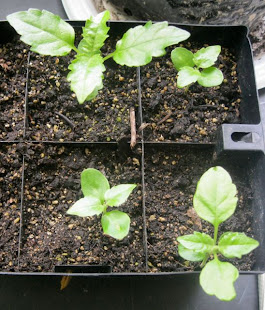 Puriri Seedlings 2/11/10