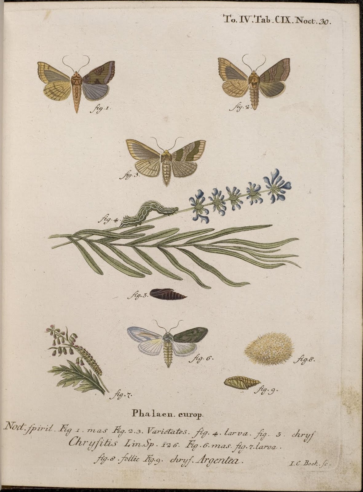 18th century moth engravings in colour