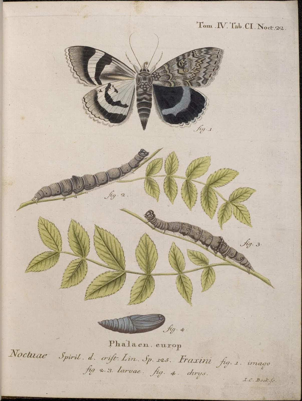 moth illustrations