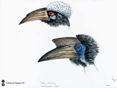 toucan bird head sketches