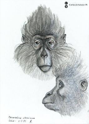 gorilla head sketch