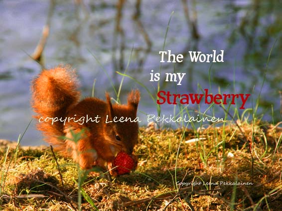 [The_World_Is_My_Strawberry_copyright.jpg]