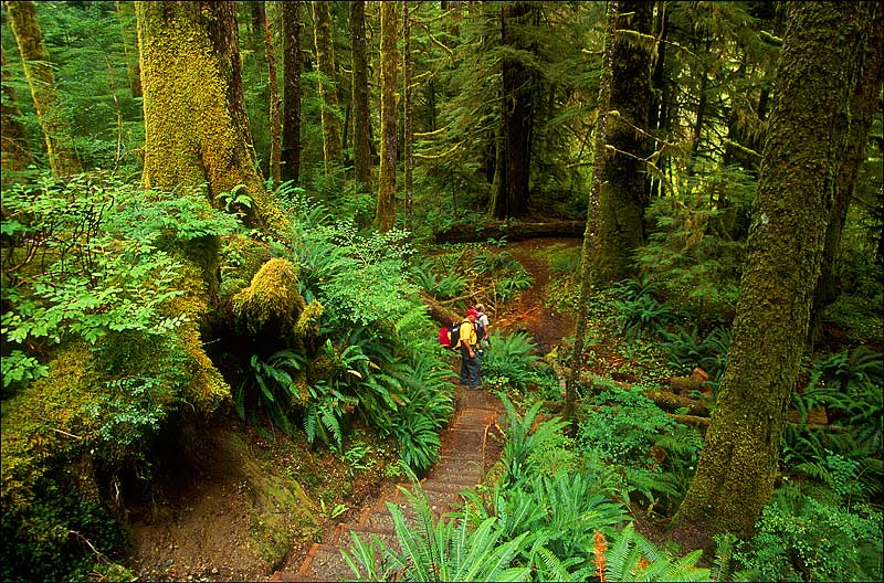 [Carmanah+trail+2.jpg]