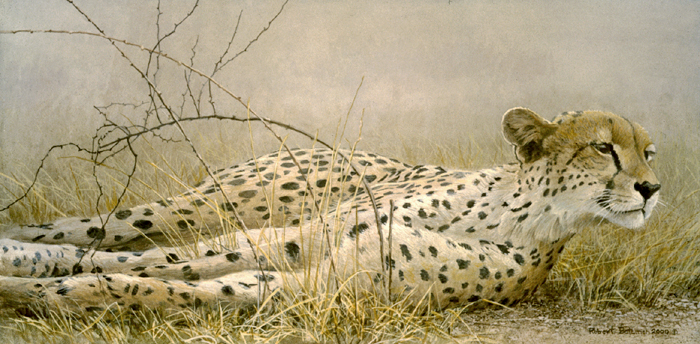 [LondelosiCheetah.jpg]