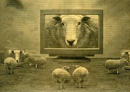 [television_sheep_33.JPG]