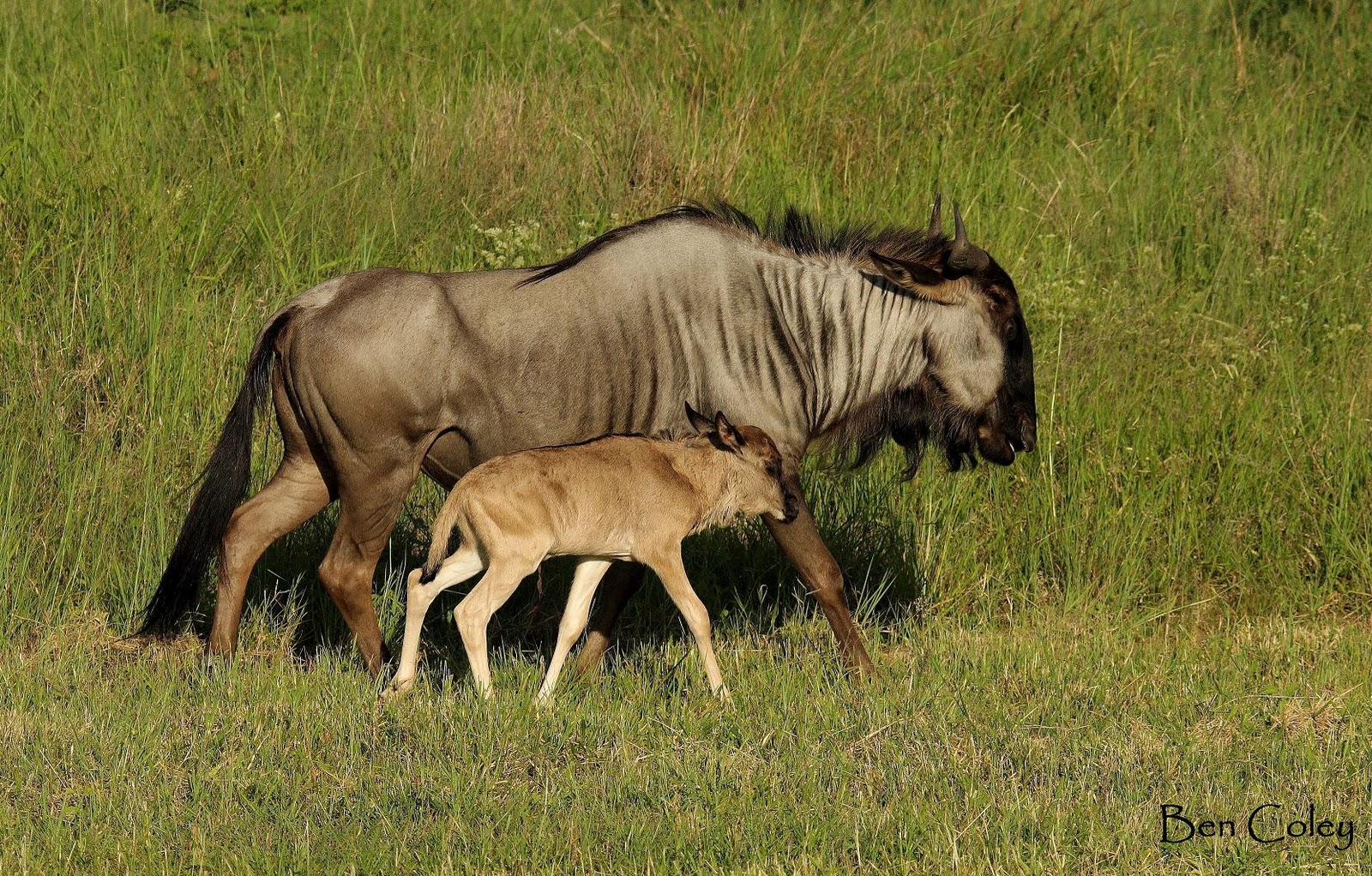 Tails of the Bush: Recent Happenings