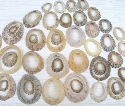 limpet rings