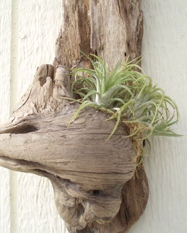 air plants display in driftwood