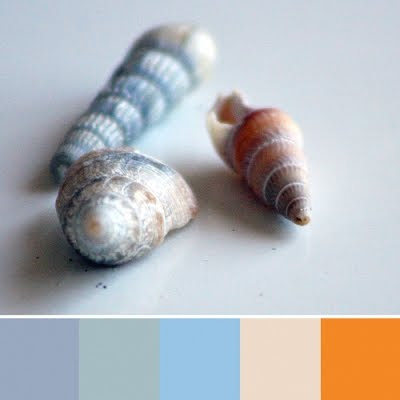 color inspiration from shells