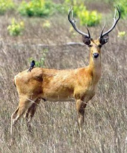 Swamp Deer at Kanha