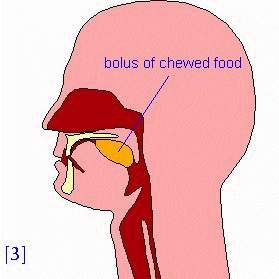 Oral Bolus 73