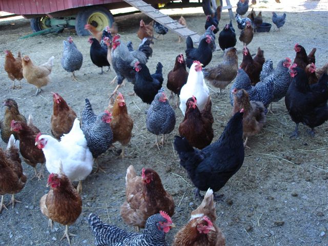 [chickens.jpg]
