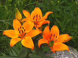 Lys orange du Mercantour