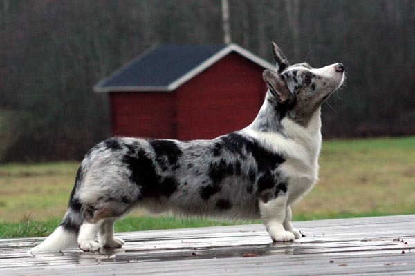 cardigan_welsh_corgi.jpg