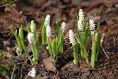 Vita hyacinter i kruka är svåra att få tag på.