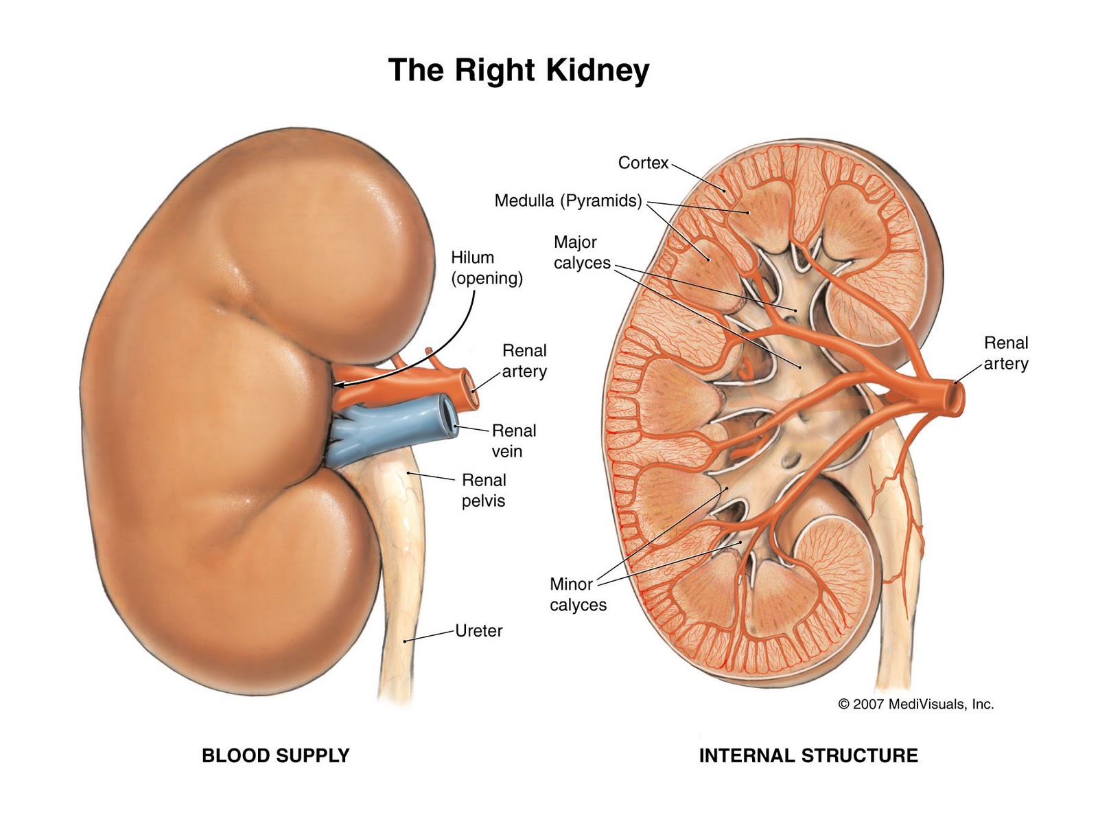 health-and-fitness-tips-how-to-get-rid-of-kidney-stones