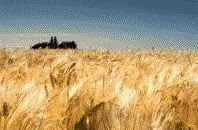 color photograph of rye field