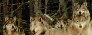 wolves color photograph