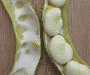 Fava beans in the pod color photograph