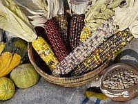 A color photo of 'The Three Sisters' or corn, beans and squash.