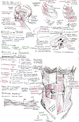 The Art of Anatomy: LAB 2: Rectus abdominus + tendinous intersections ...