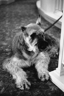 brookline dog grooming brookline dog grooming