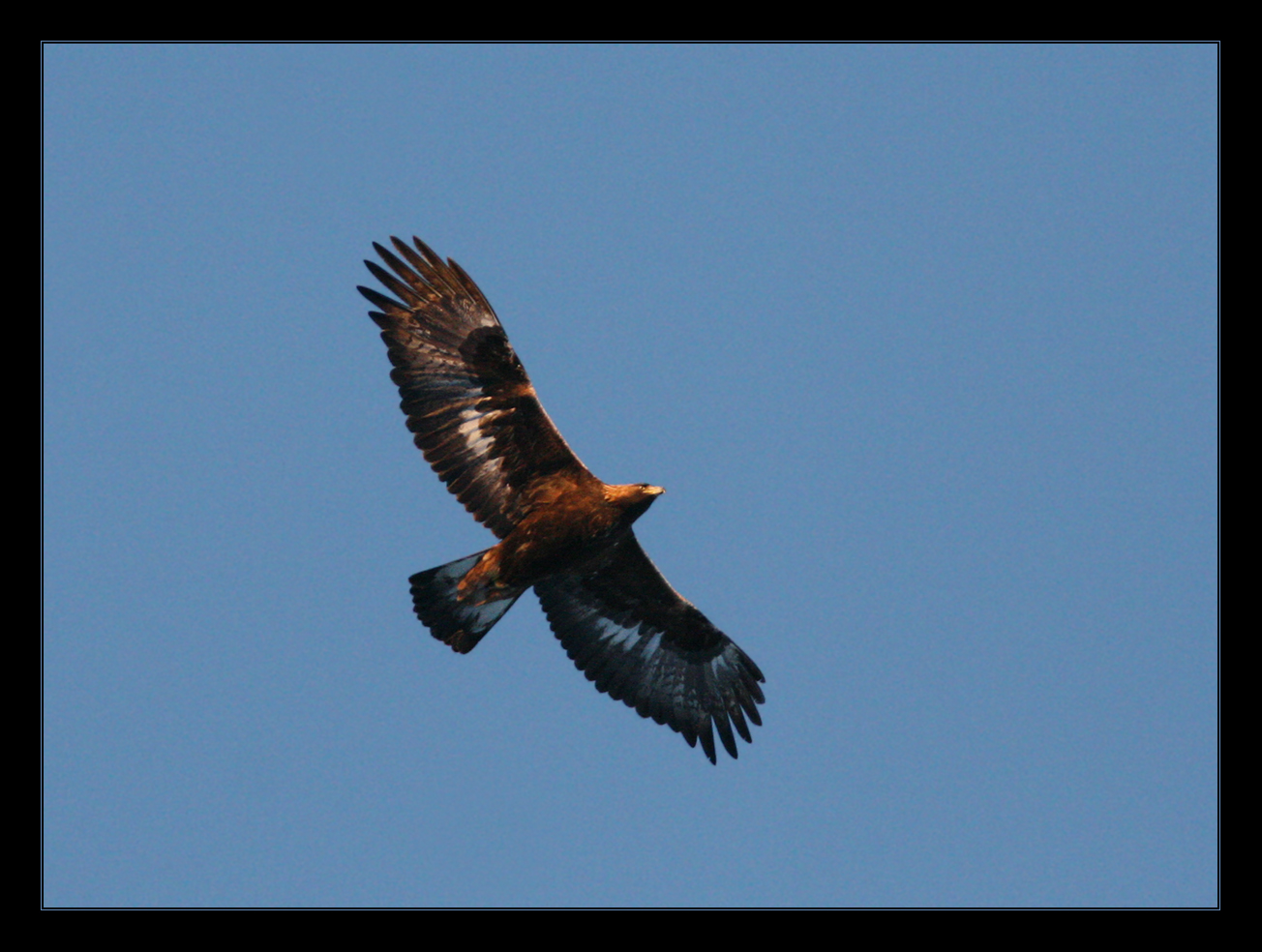 Natur og fotokunst: Kongeørn, Aquila chrysaetos