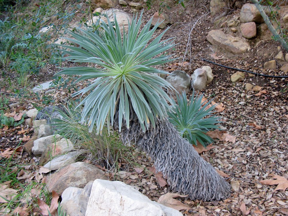 [ojai6.jpg]