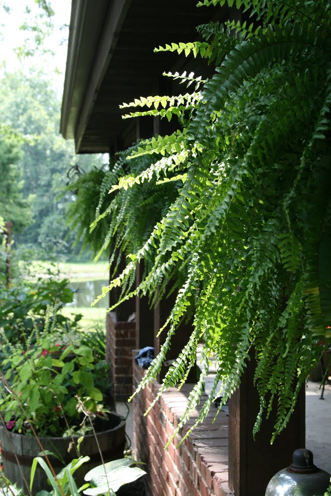 [ferns_4596.jpg]