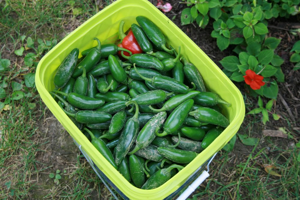 [JalapenoPeppers_4578.jpg]