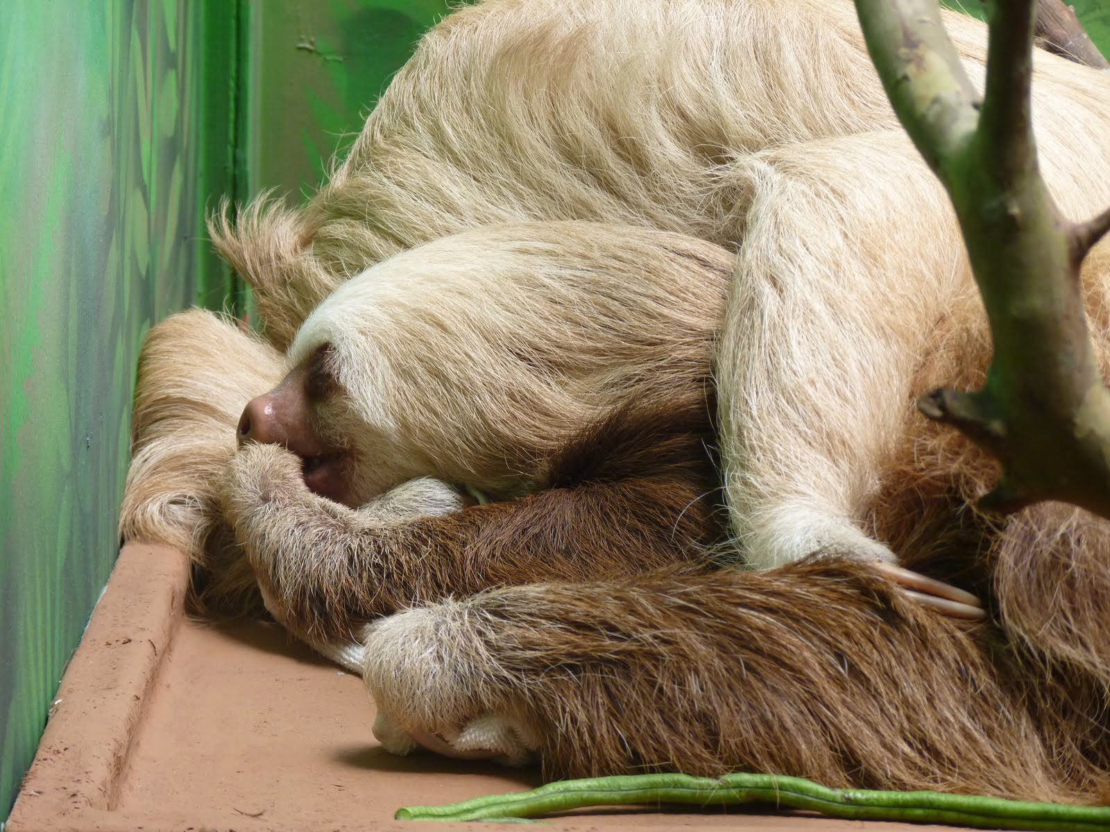 The Sloth Sanctuary of Costa Rica - Sloth Blog : October 2010